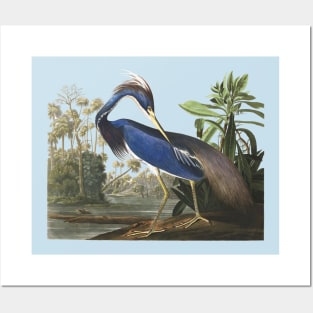 Audubons Louisiana Heron Posters and Art